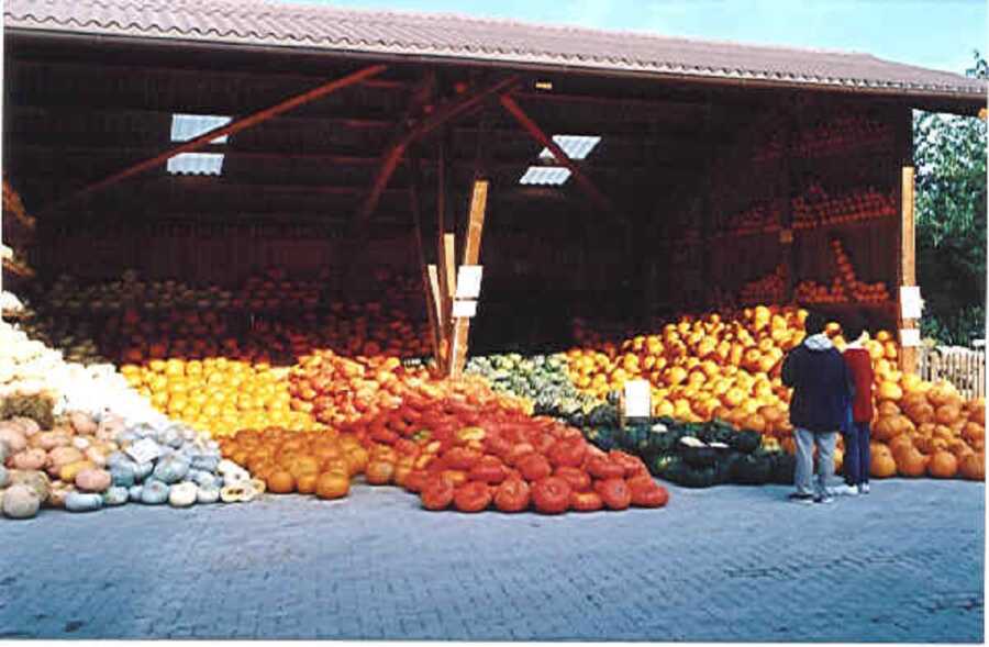 Pumpkins sorted and organized by type at first Jucker Farm pumpkin exhibition.